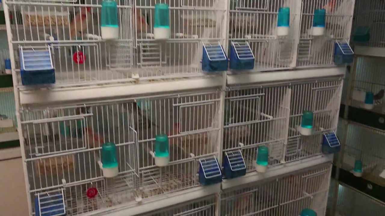 Quick view of my bird room..nice and tidy before the lights go off.