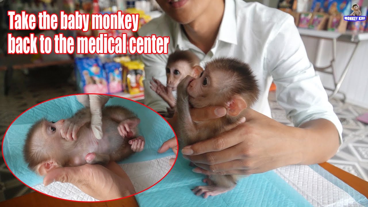 Go back to the medical center to check the baby monkey's health • Monkey KiKi