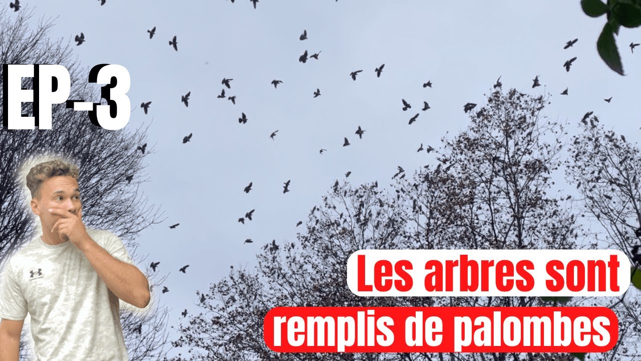 EP-3 Journée incroyable à la chasse à la palombe (Scènes magnifiques) 🤩