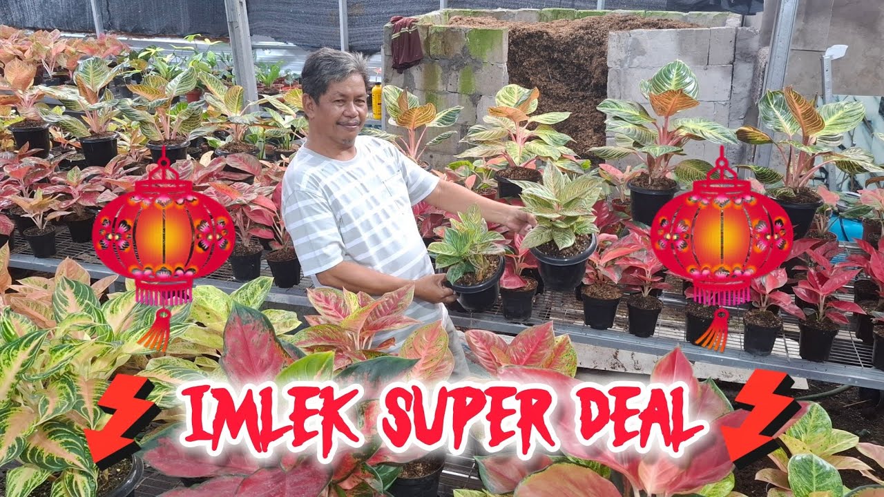 PROMO IMLEK TERBESAR !! GONG XI FA CAI !!