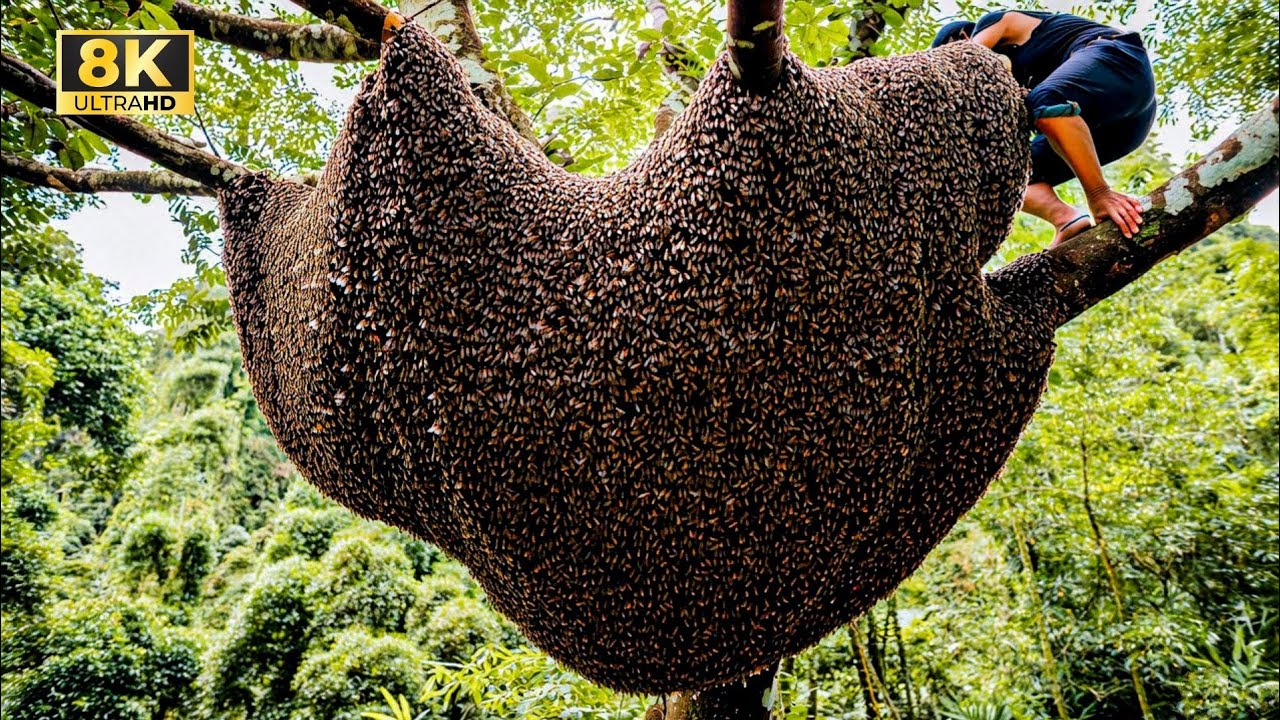 Risking their lives to harvest giant beehives on dangerous high tree branches