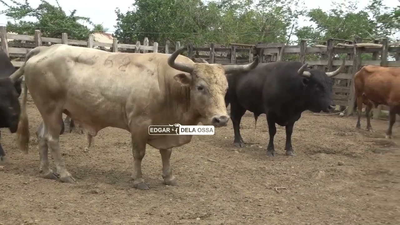 TOROS DE ALBERTO BARRIOS PARA EL GUAMO 2025