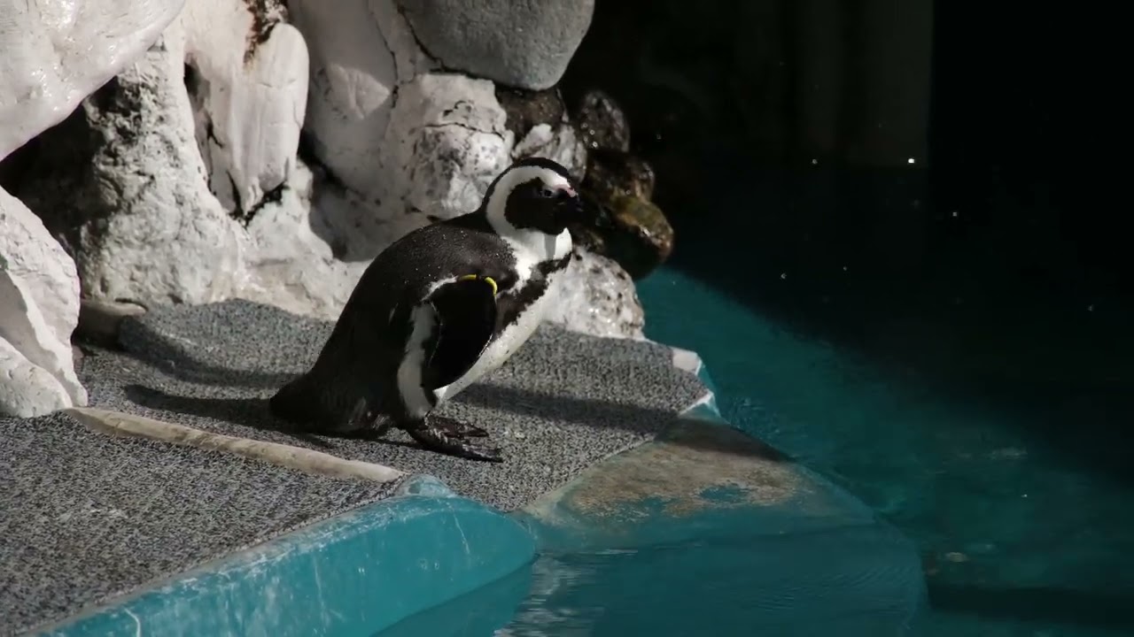 ケープペンギン　２