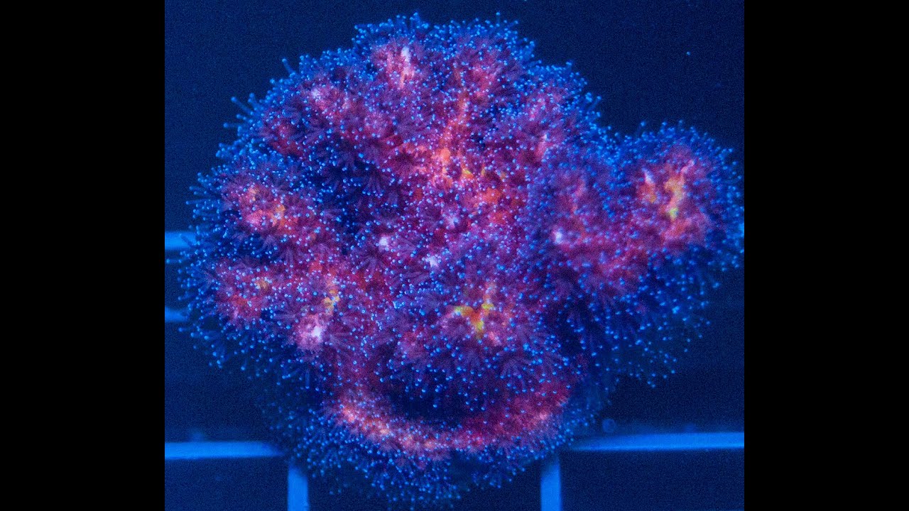 How to Frag Pocillopora SPS quick and easy