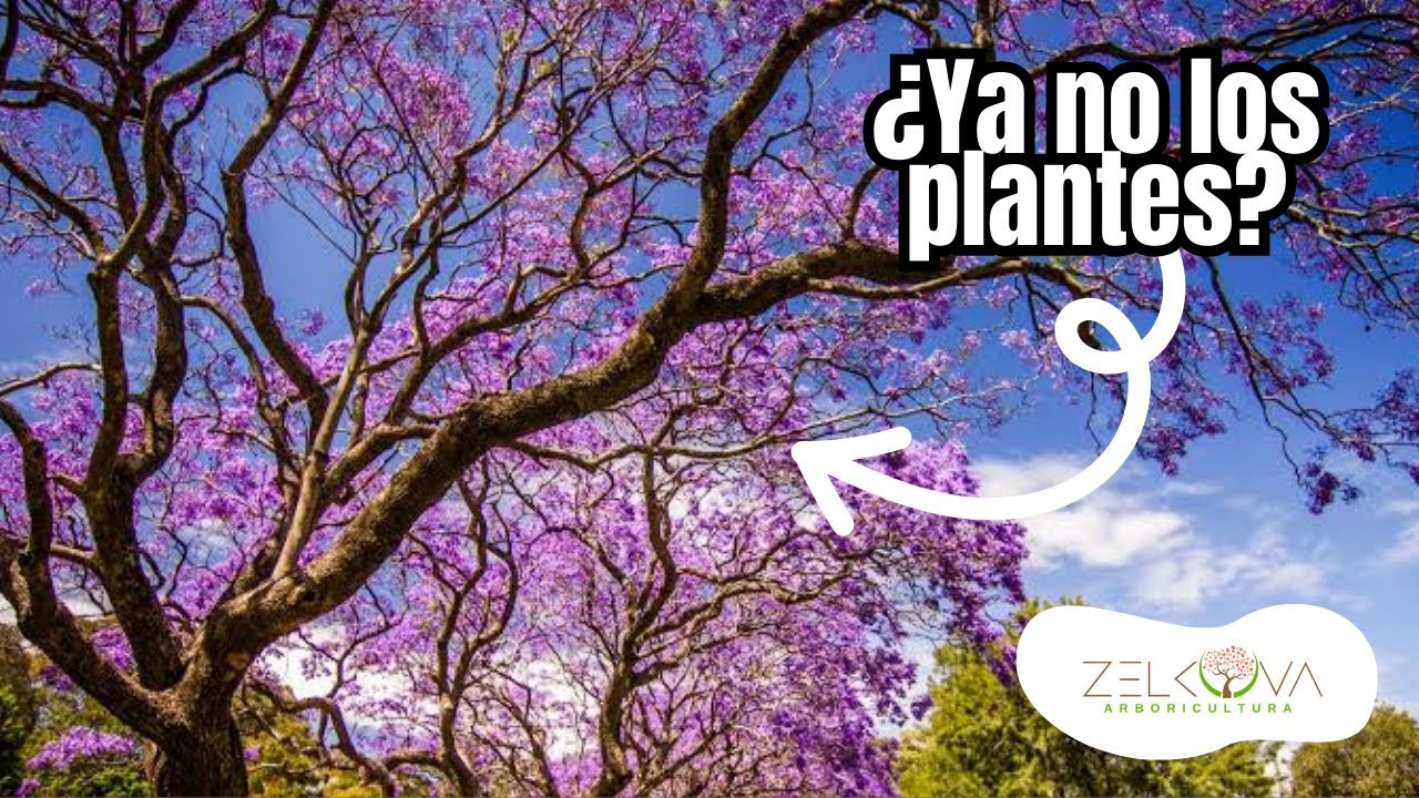 5 Árboles Invasores en México: ¿Jacaranda?