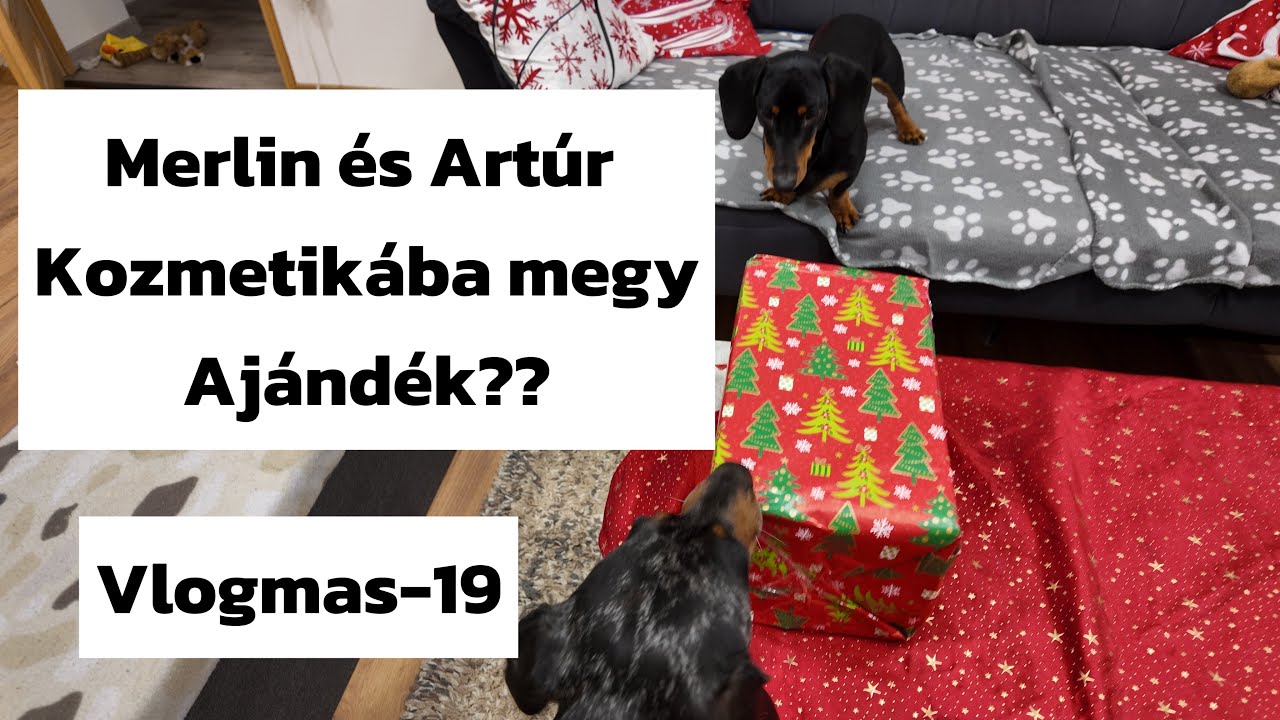 Merlin és Artúr KUTYAKOZMETIKÁBA megy😱🐶 Ajándékot kaptak ?😍🐶 Vlogmas-19 #merlinesarturkalandjai 