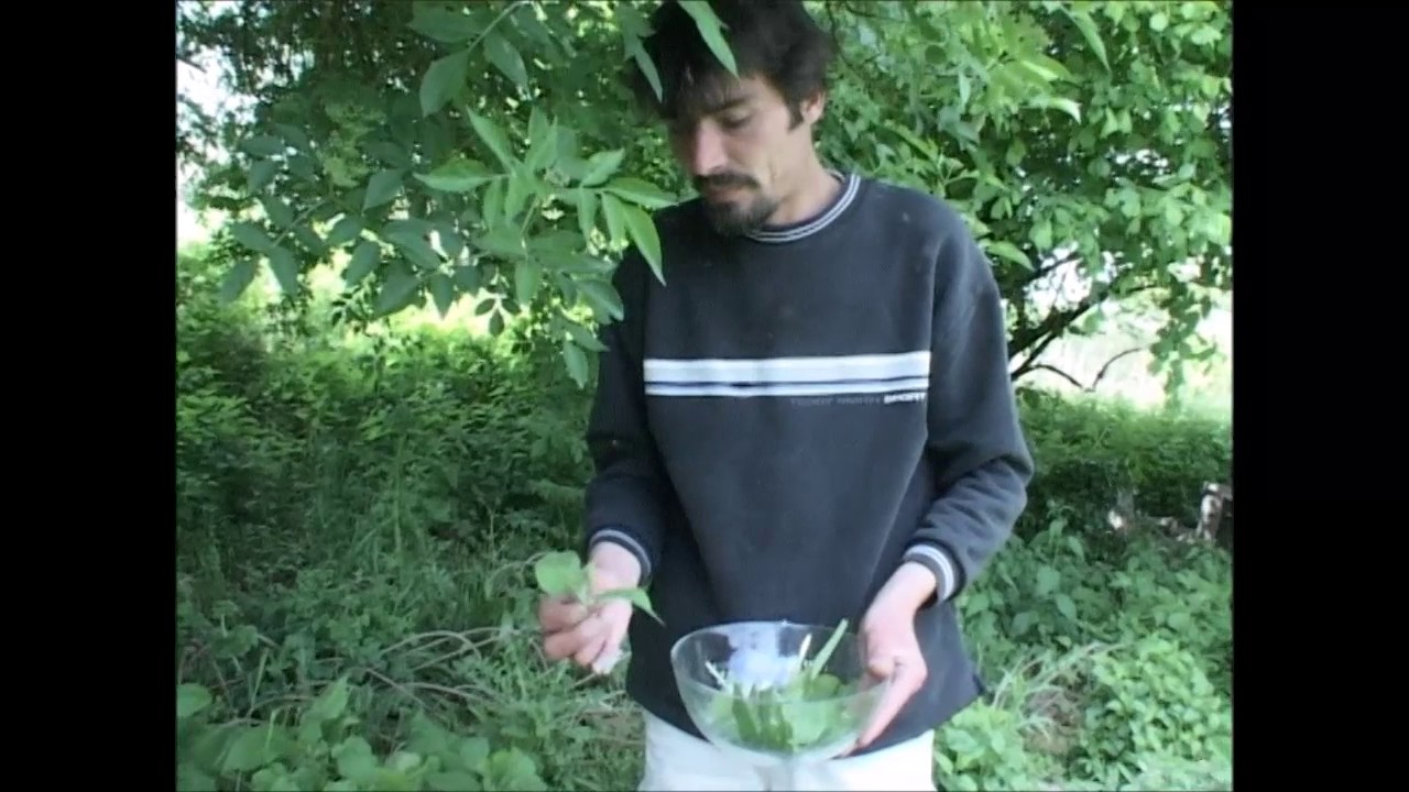 Découverte des plantes sauvages comestibles et médicinales