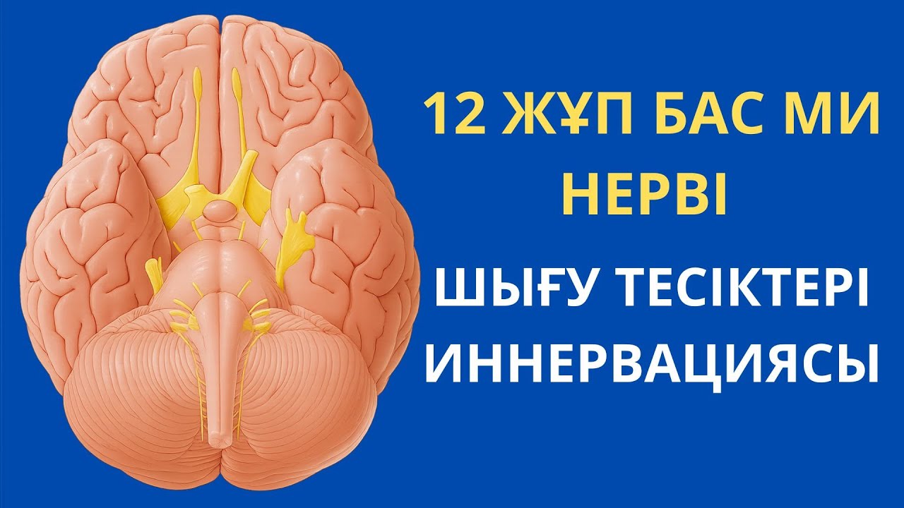 12 ЖҰП НЕРВ АНАТОМИЯСЫ | ШЫҒУ ТЕСІКТЕРІ | ИННЕРВАЦИЯСЫ