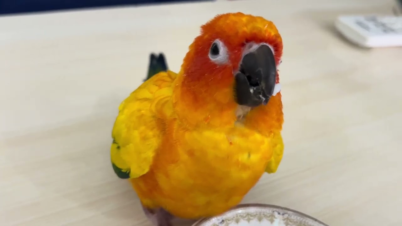 Julie eating rice 🍚 she likes to eat rice so much. 