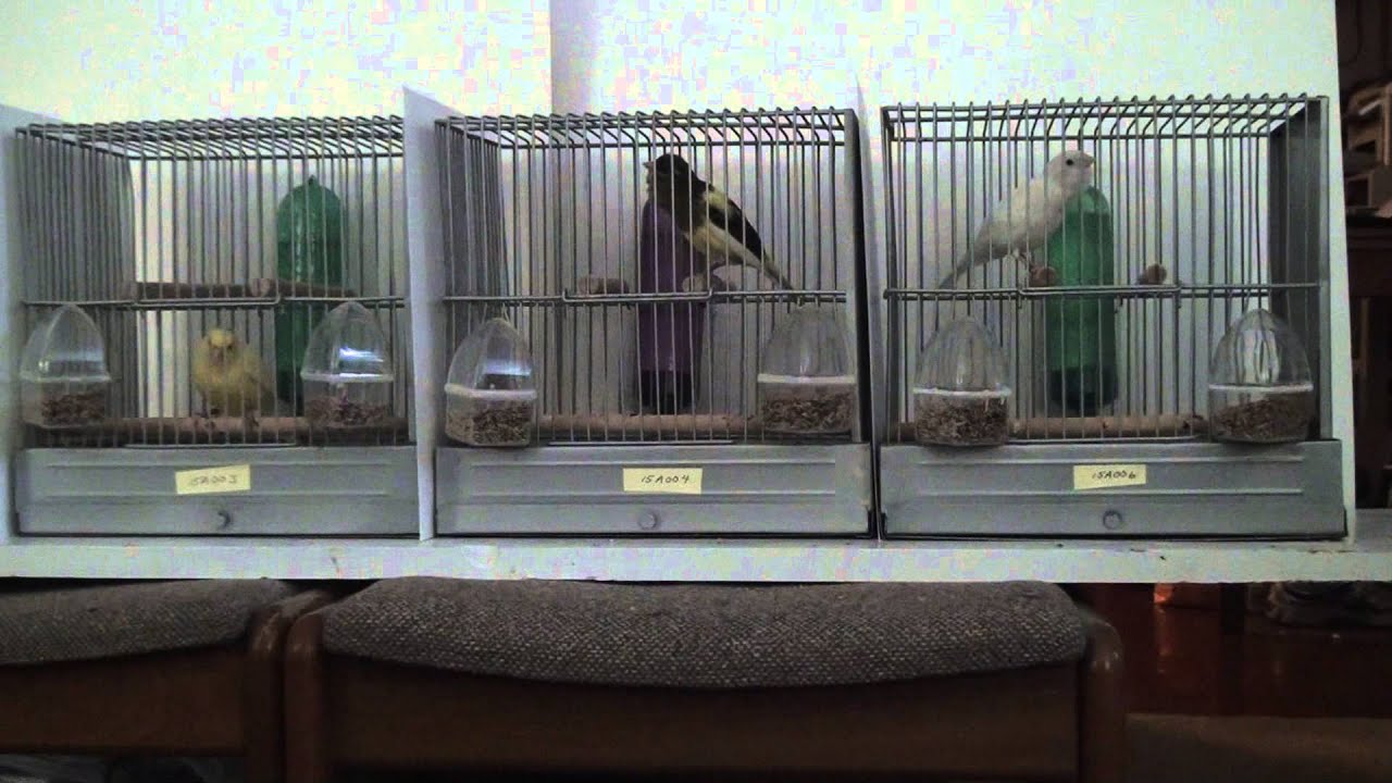 American Singer Canary 2015 - Three Birds