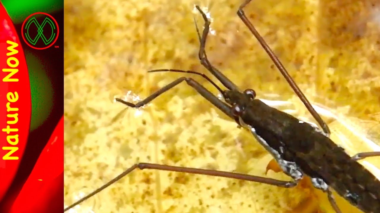 Water Striders are Smart
