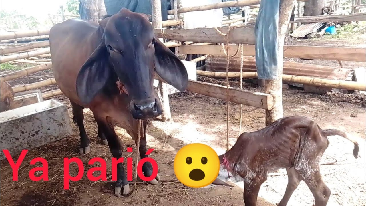 Parió la galleta 🍪🐄