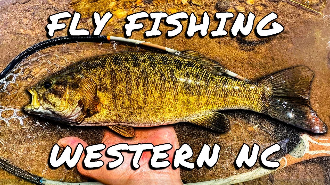 Fly Fishing Western NC for Smallmouth Bass
