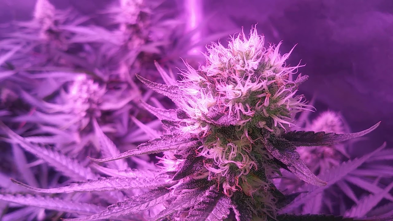 CBD Chocolate Tonic marijuana strain 6th week flower. Blackdog LED Phytomax-2 400 light