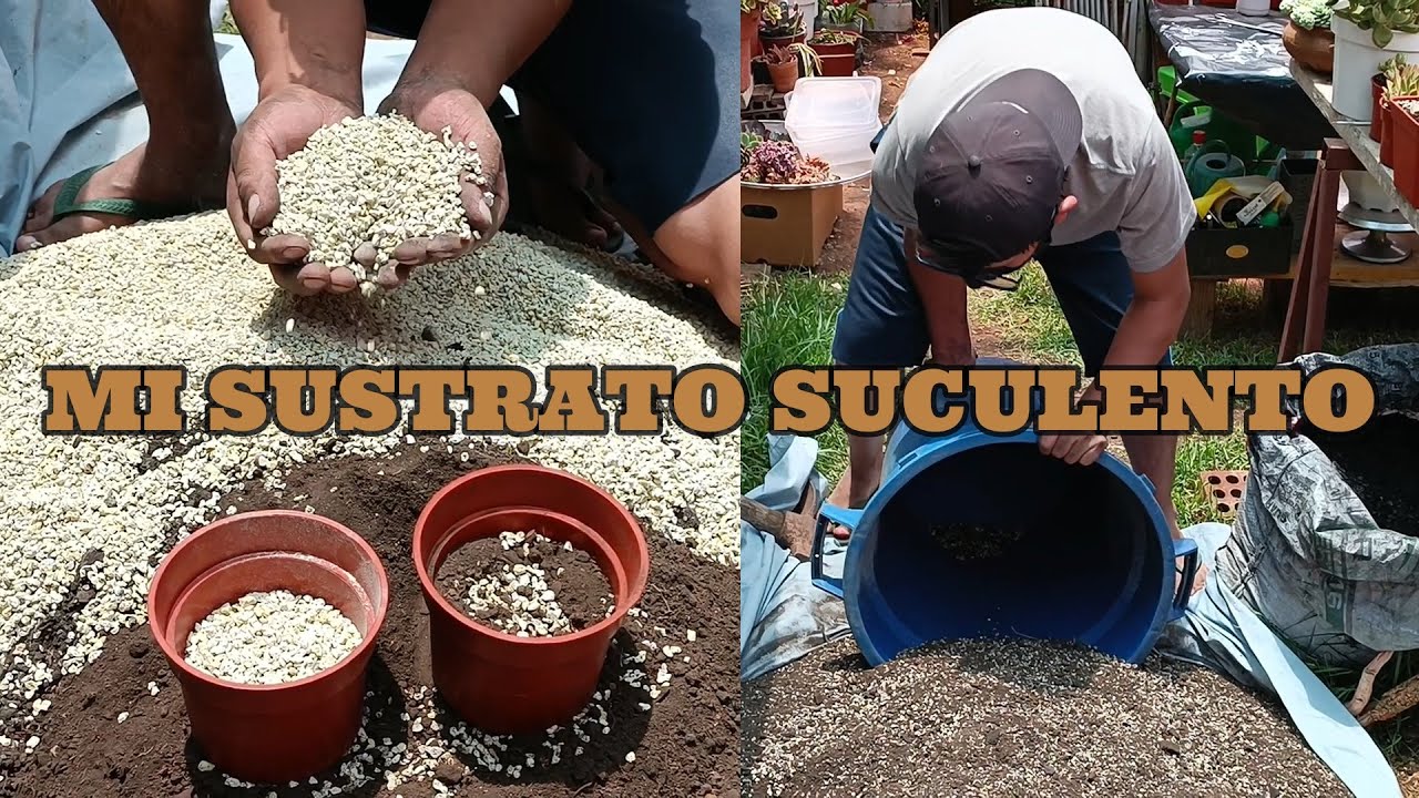 SUSTRATO SUCULENTO #suculentas saludables.