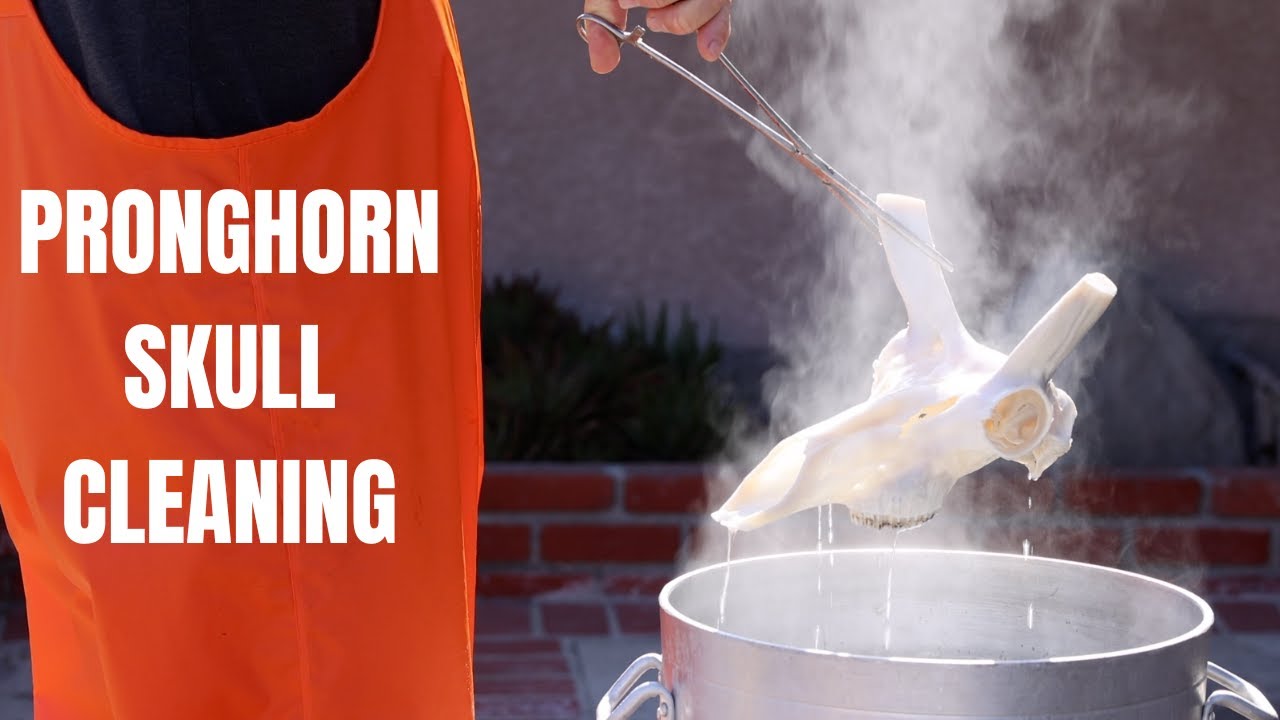 PRONGHORN ANTELOPE SKULL CLEANING REFRESHER SPEED GOAT