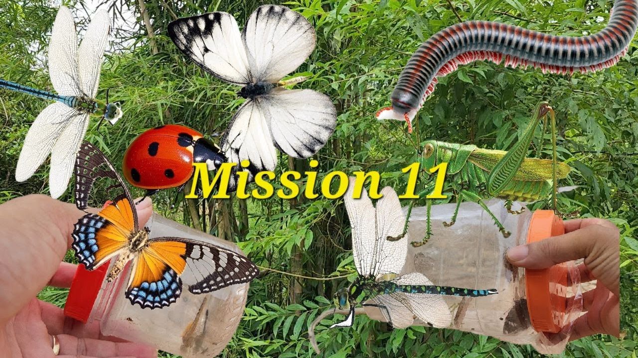 Mission 11: Jungle Insect Adventure &ndash; Rare Bugs and Butterflies!