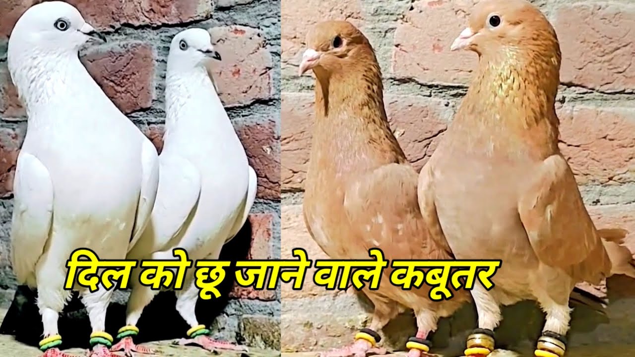 High Flyer Kabootar For Sale ? हर जोडी जबरदस्त है ? Arshad idrisi Pigeon  