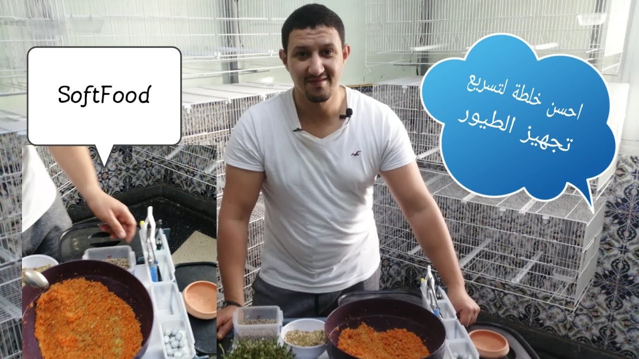 أحسن خلطة لتسريع تجهيز الطيور للإنتاج - البادجي و طيور الحب و الكوكتيل و الكناري و البغبغوات...