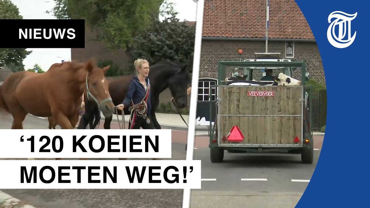 Meerssen ge&euml;vacueerd na dijkdoorbraak: &lsquo;Paniek, stress, angst&rsquo;