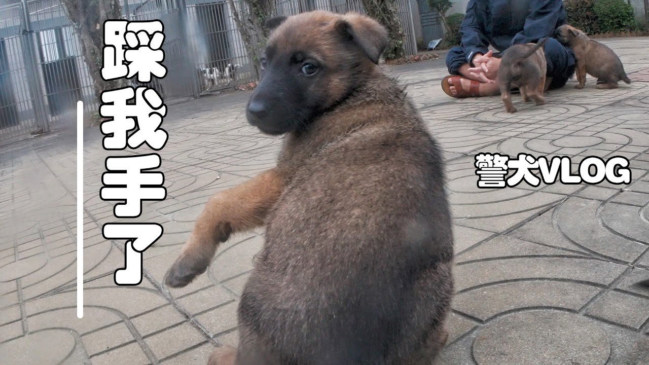 揭秘警犬訓練全過程，一群小奶狗聚在一起太萌了！！警犬系列最可愛的一集【猛男必看】