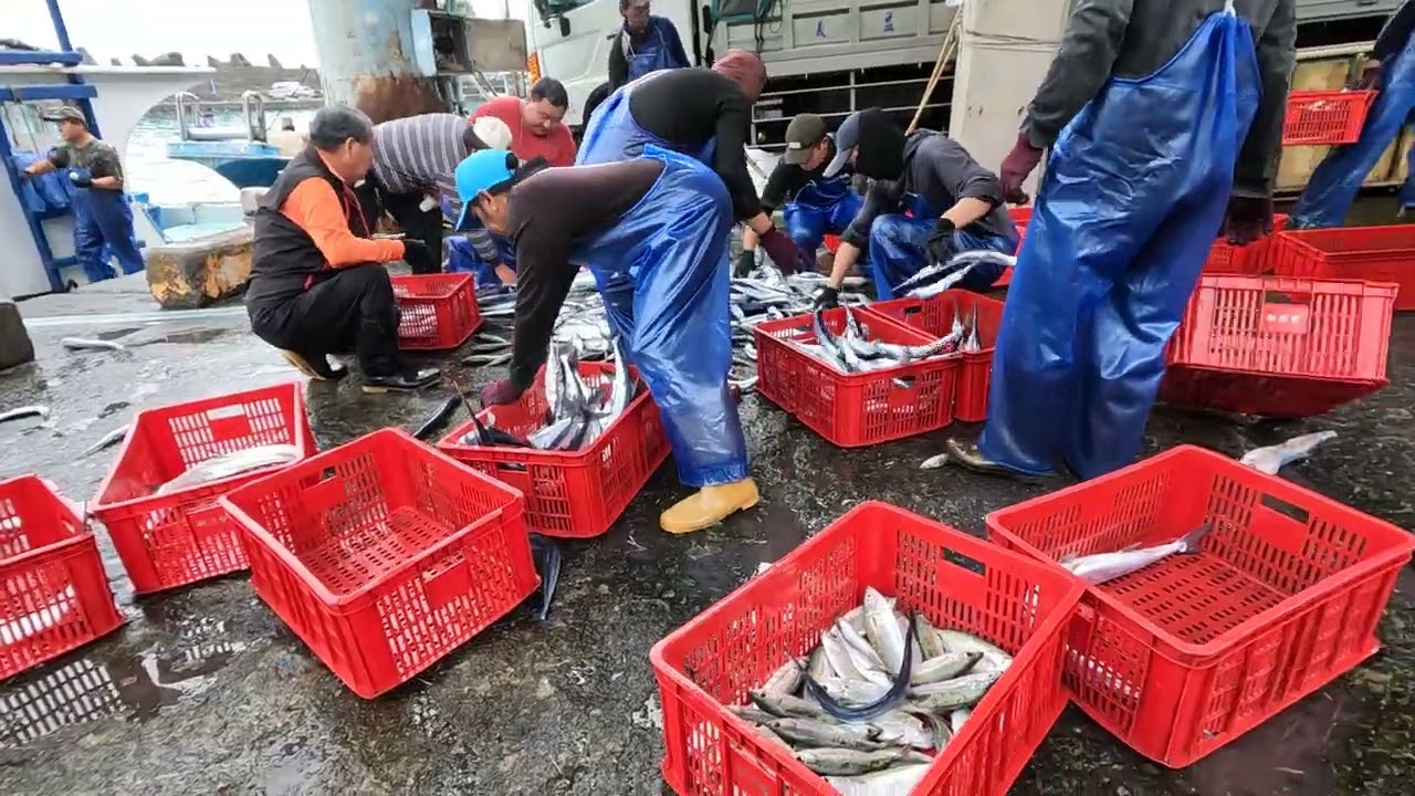 UNBELIEVABLE QUANTITY! Watch Thousands of Needlefish Flood the Deck! The Most Satisfying Harvest Eve
