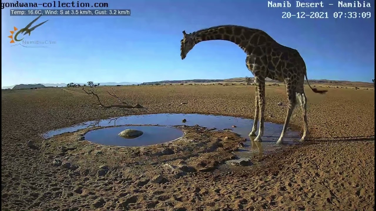 NamibiaCam: Male Giraffe with goshawk calls in background - 20 Dec 2021
