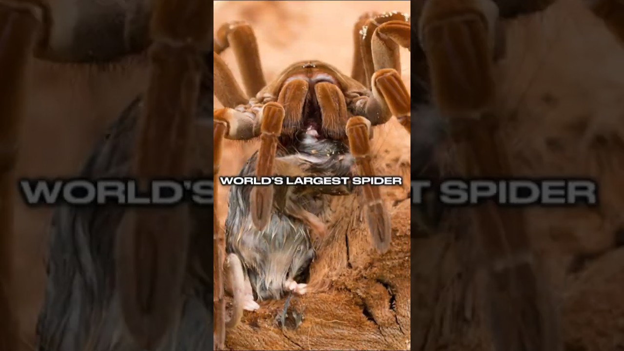 The World’s Largest Spider Isn’t as Dangerous as You Think