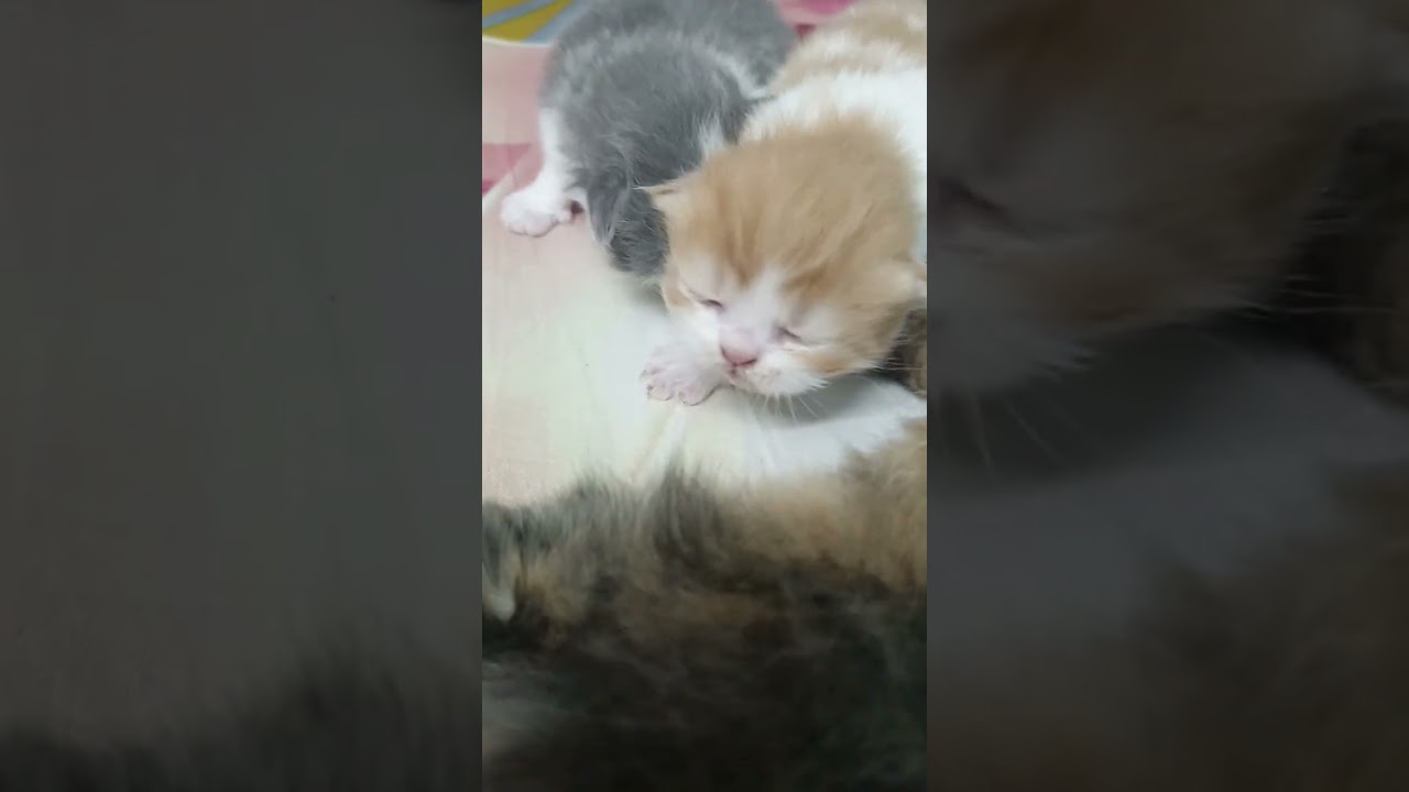 আমার কাছে আছে চার চারটা রসগোল্লা 💗💗#viralvideo #cat #love #viral #viralclips 
