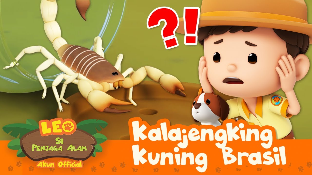 KALAJENGKING ini BERACUN!! 🦂☠️ | Kalajengking Kuning Brasil | Leo Si Penjaga Alam | 
