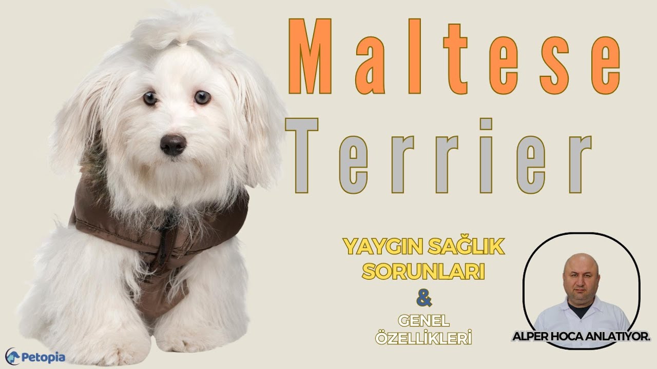 Maltese Terrier Irkı Yaygın Sağlık Sorunları