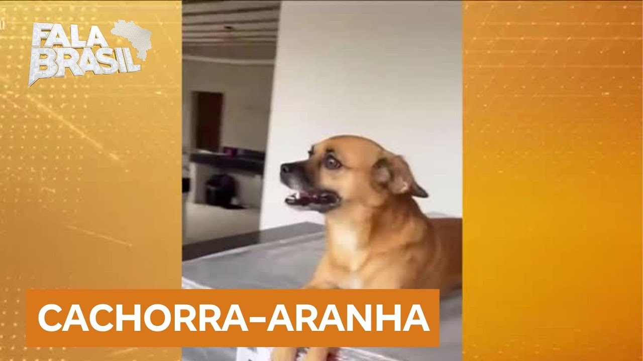 Cachorra caramelo que gosta de subir em locais altos viraliza na internet