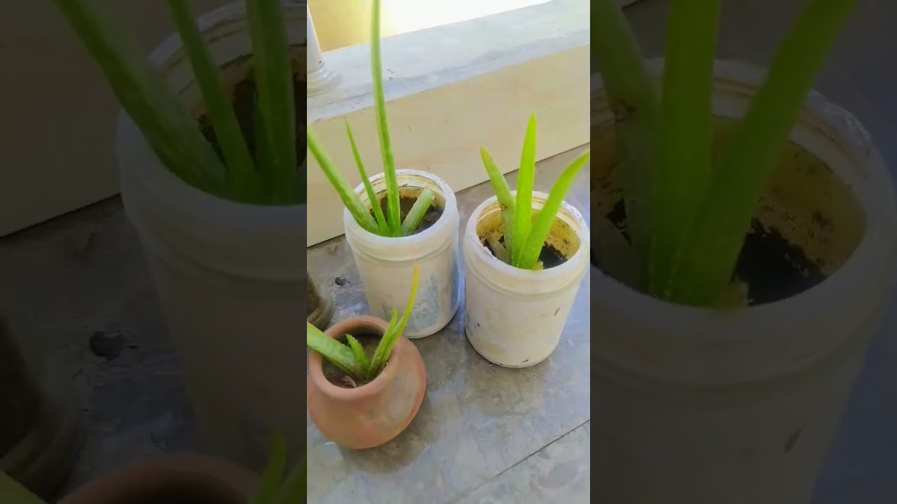 🌿 Rescued Aloe Vera, now showing healthy growth!Care + patience = green success 💚