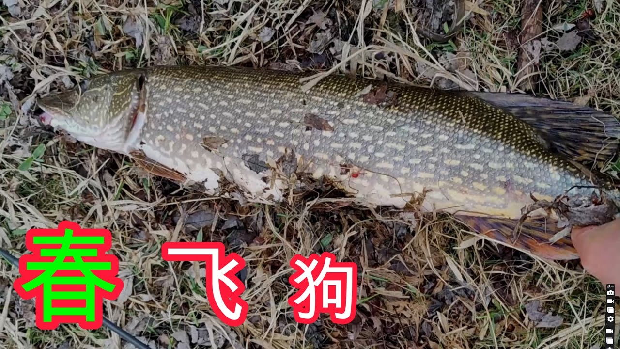 春飞狗---大鱼买一送一