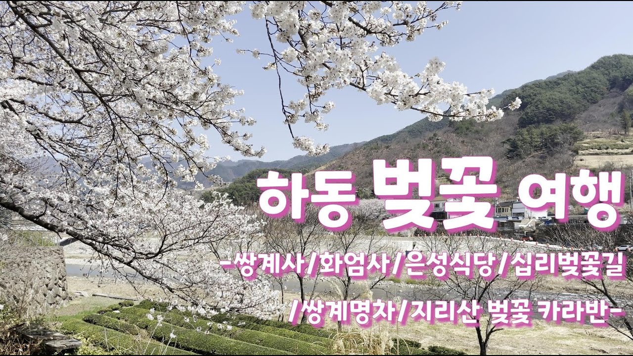 하동 벚꽃 여행 (쌍계사/은성식당/십리벚꽃길/화엄사/벚꽃경양식/쌍계명차/지리산벚꽃카라반/도심다원)