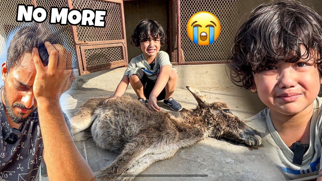 Mastana is no More😭 | Very EMOTIONAL | Baby Donkey | Mishkat Khan