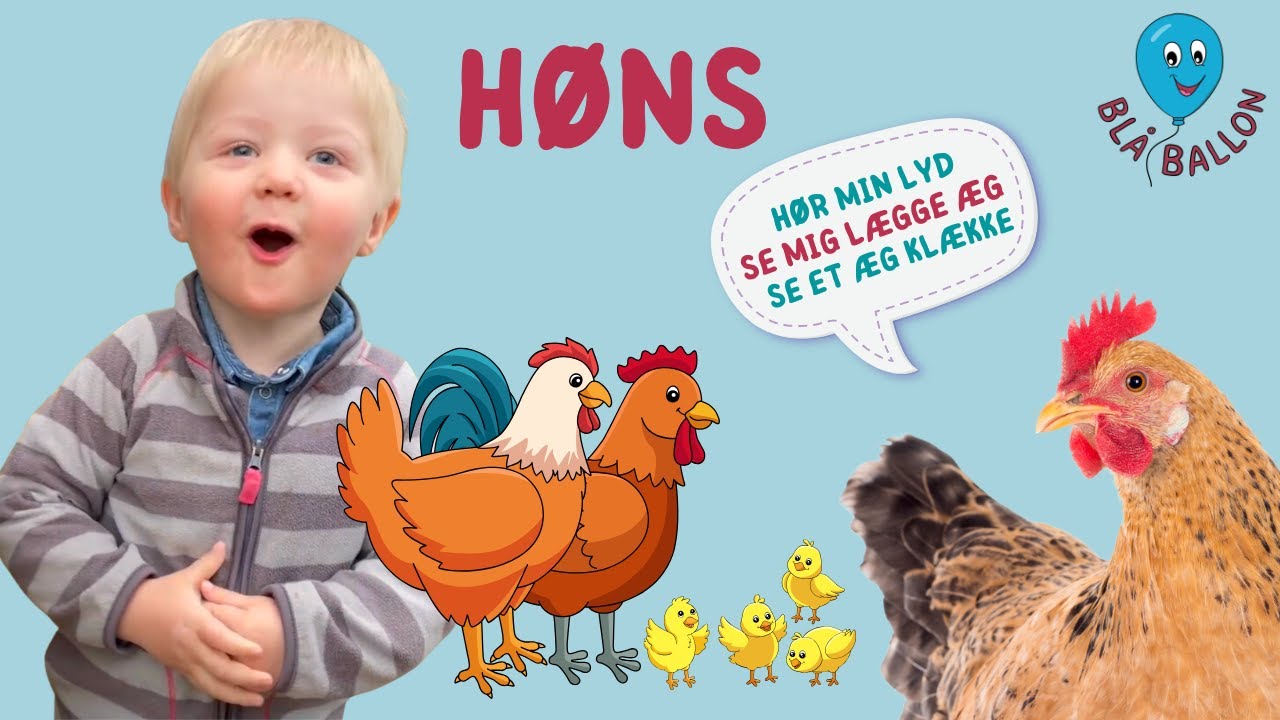 🐓Høns🐓 Se en høne lægge et æg. Se en kylling komme ud af et æg🐣 Hør en hanes lyd. Sjov film om høns
