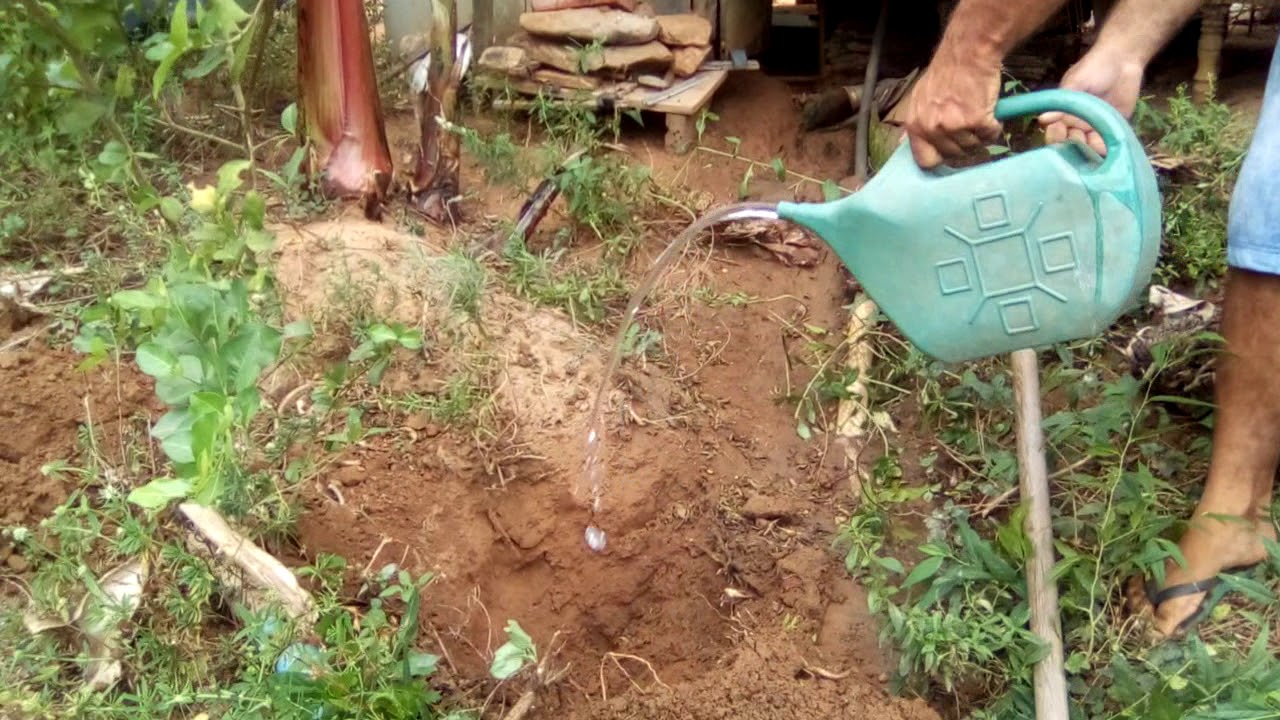 PLANTANDO MUDAS BANANA SANTOM&Eacute;