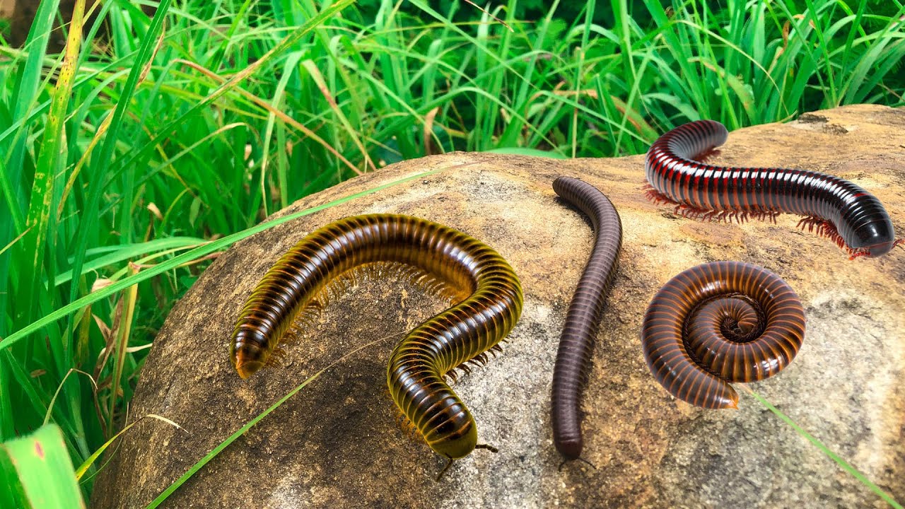 Amazing Millipede Crawling on Rocks and Trees