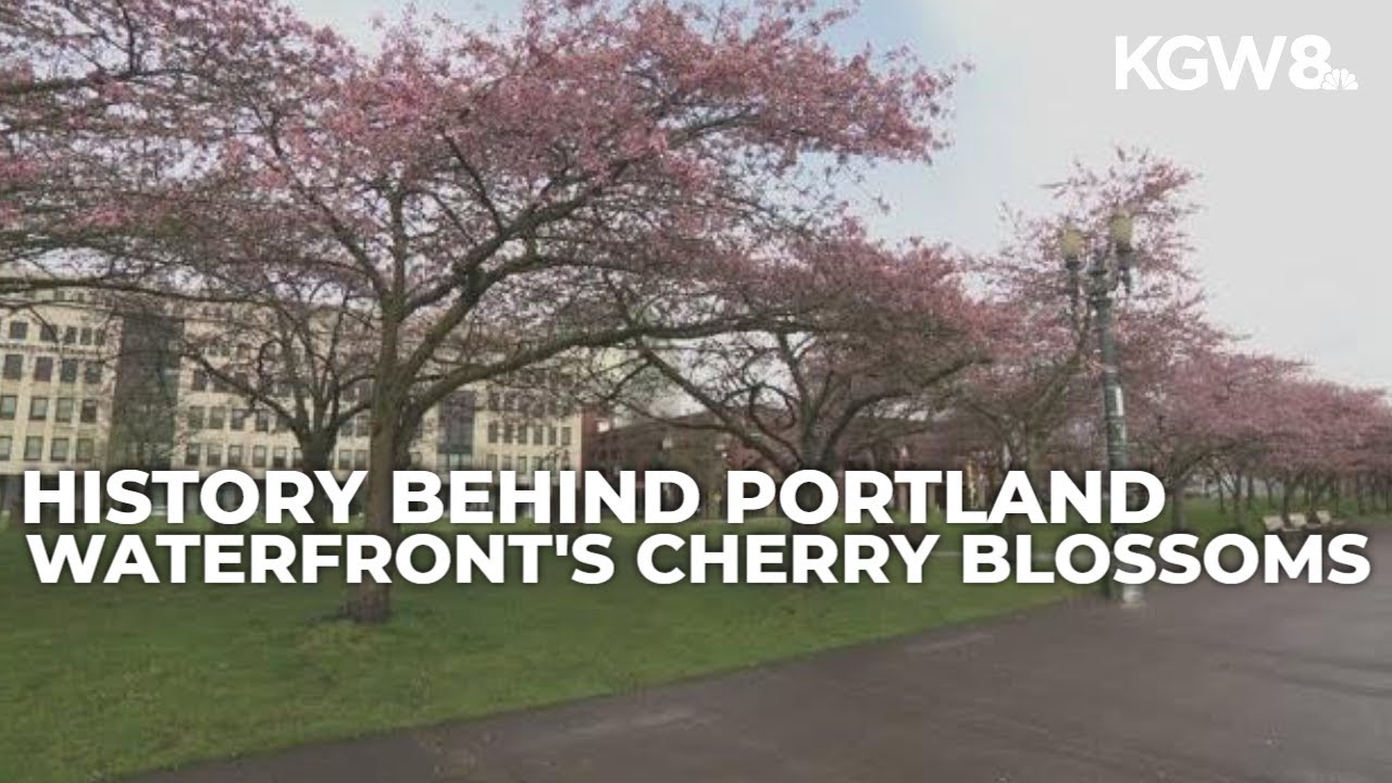 Why Portland's Waterfront has so many cherry blossom trees?