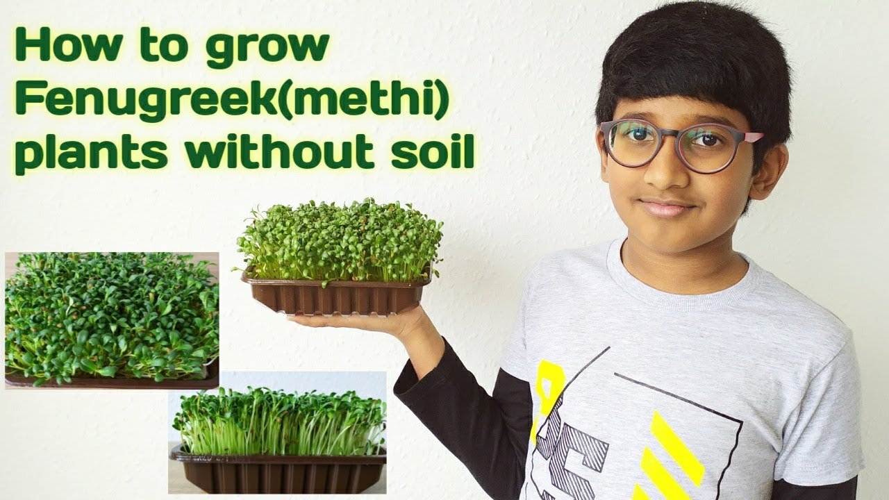 how to grow fenugreek (methi) plants without soil || Micro greens