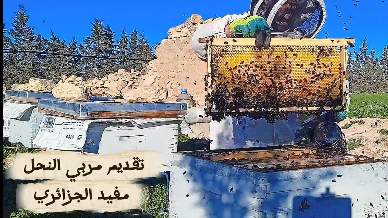 فحص خلية نحل بنت الزوائد الشمعية 2026/02/21