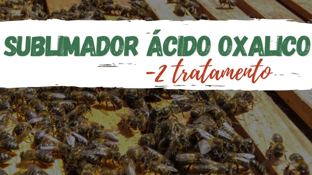 Sublimador &aacute;cido ox&aacute;lico- 2&deg;Tratamento para a varroa