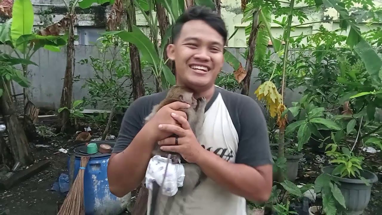 KITA TES SEBERAPA LINCAHNYA MONYET UMUR 1 TAHUN || MONYET SINGUK || MONKEY YOYO ||MONKEY JK SHAKI ||