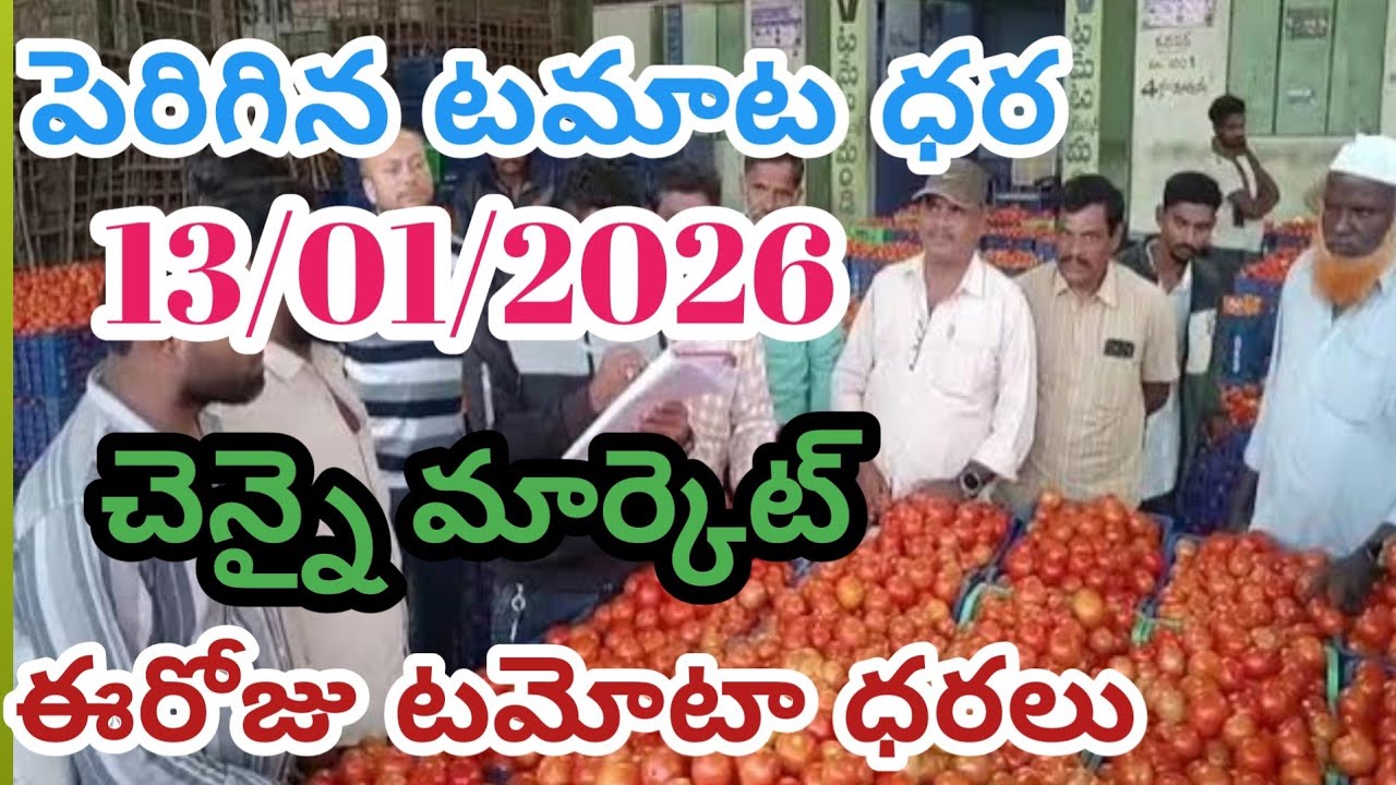 చెన్నై తమిళనాడు మార్కెట్ ఈరోజు టమోటా ధరలు /13/01/26/Today Tomato Market Chennai price in rate