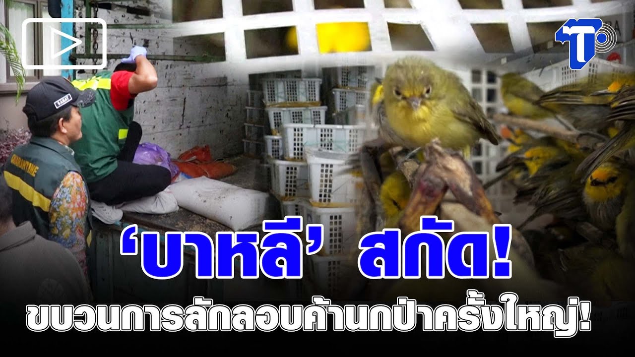 ‘บาหลี’ สกัด! ขบวนการลักลอบค้านกป่าครั้งใหญ่!