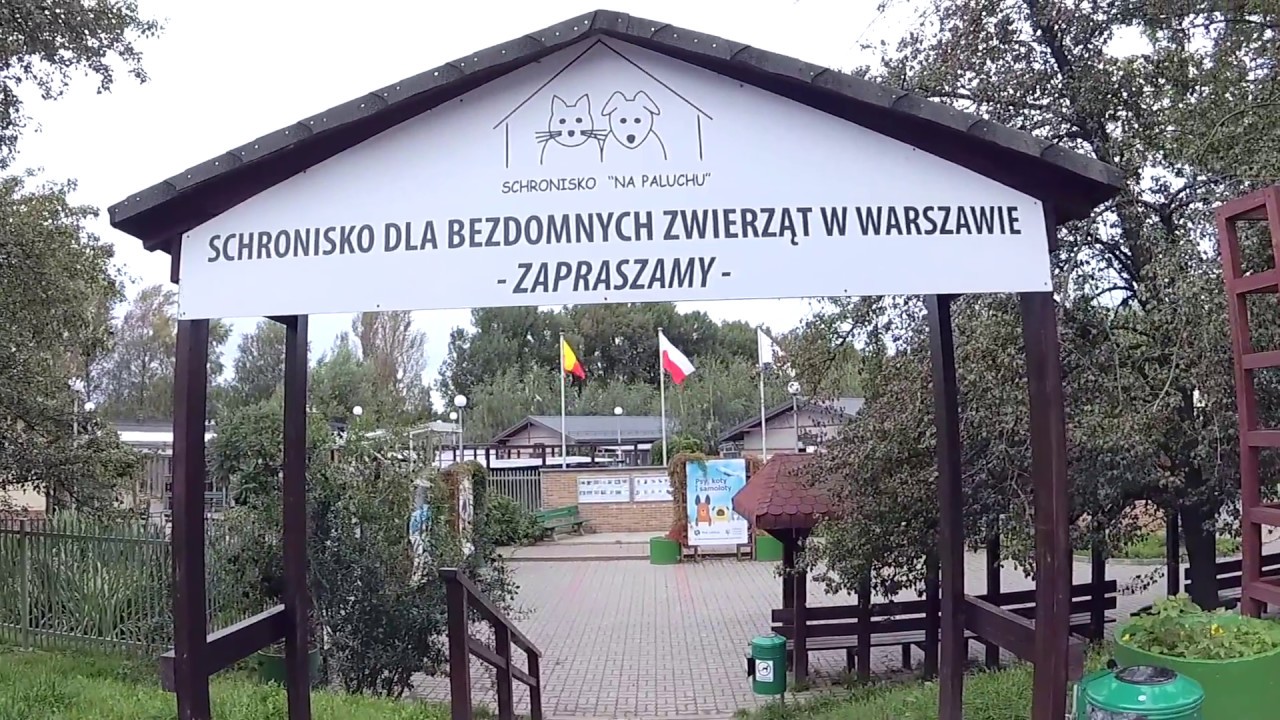 Krzysztof Honda- #47 Schronisko na Paluchu- POMAGACIE/ POMAGAMY! Zobaczie podopiecznych Schroniska.