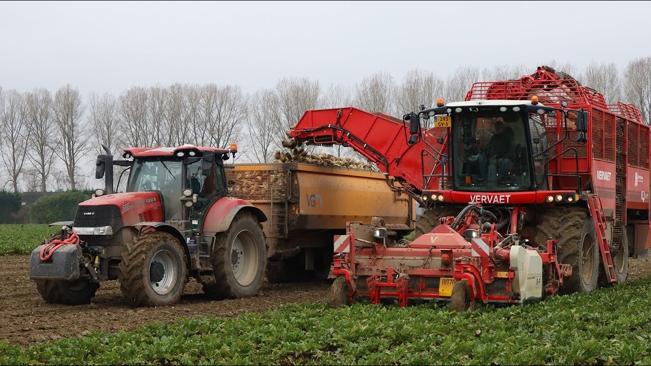 Sugar Beet Harvest | Verveat Q621 | Bieten rooien | Case mx 150 | Fendt 724 | Case Puma 200 | VGM |