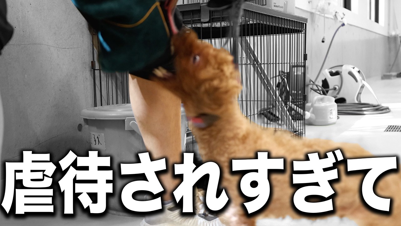 【次元が違う】虐待され続けて育った犬はここまで咬傷犬になってしまうのか...?愛護センターへ緊急保護！