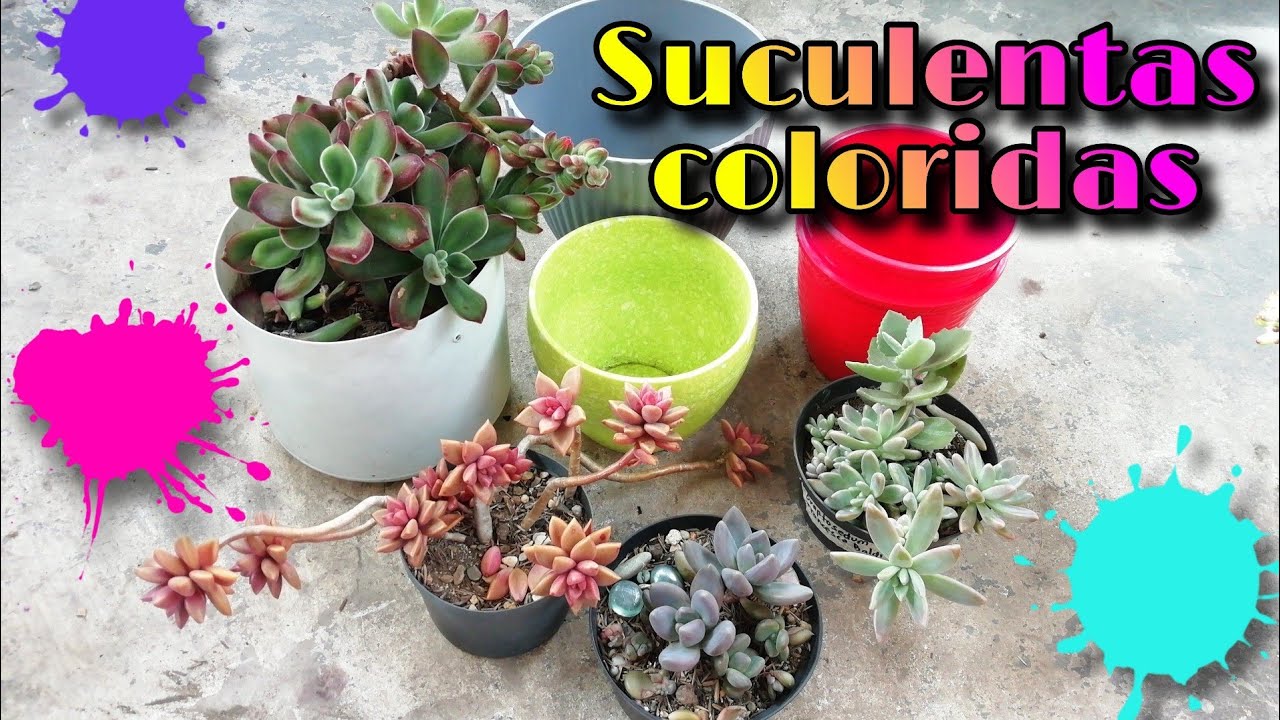 TRASPLANTO ALGUNAS DE MIS SUCULENTAS FAVORITAS EN MACETAS NUEVAS 🌱😍 | Jardines by Angie